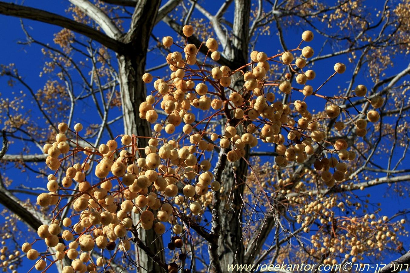 Melia azedarach - Chinaberry Tree, White Cedar, Indian Bead Tree, Cape Lilac, Persian Lilac, אזדרכת מצויה, אזדרכת מצויה