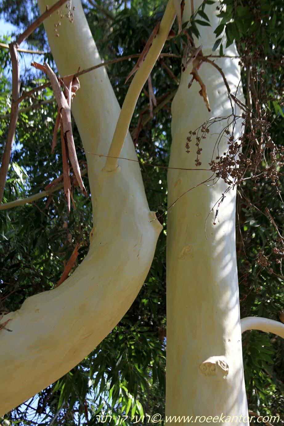 Eucalyptus grandis - Flooded Gum, Rose Gum, איקליפטוס גדול, איקליפטוס גדול