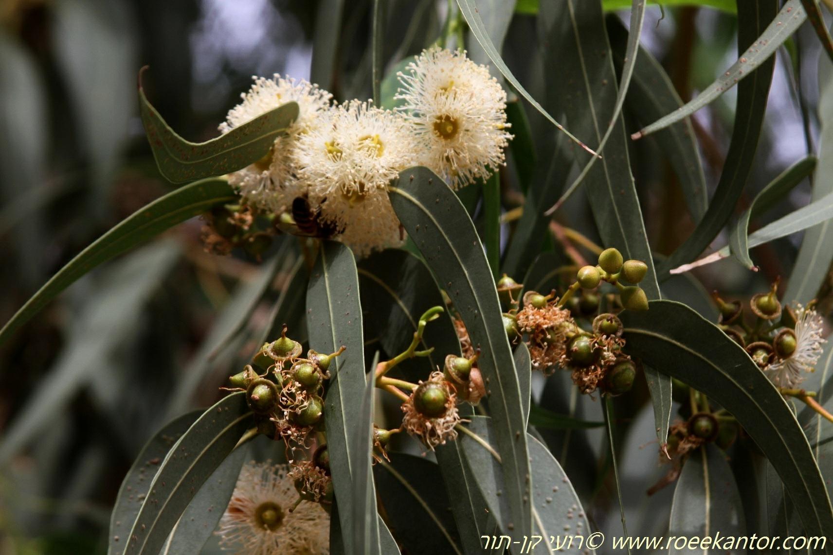 Eucalyptus camaldulensis - River Red Gum, Murray Red Gum, איקליפטוס המקור, איקליפטוס המקור