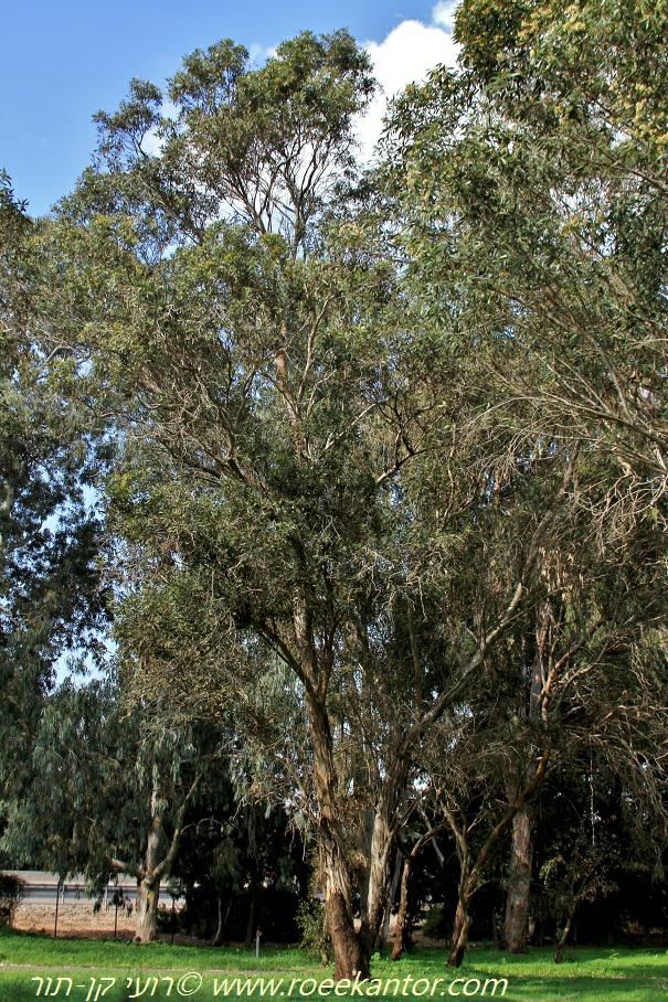 Eucalyptus froggattii - Kamarooka Mallee, איקליפטוס פרוגט, איקליפטוס  פרוגאטה, איקליפטוס פרוגאטה