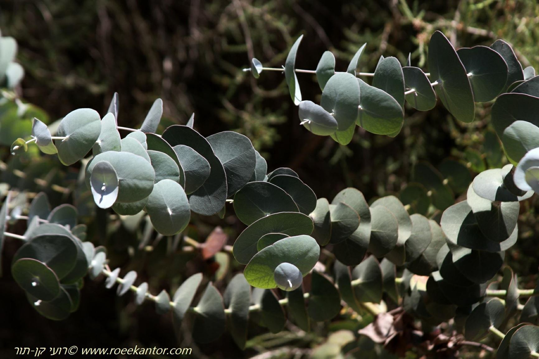 Eucalyptus perriniana - Spinning Gum, Round-leafed Snow Gum, איקליפטוס פרין, איקליפטוס פרין