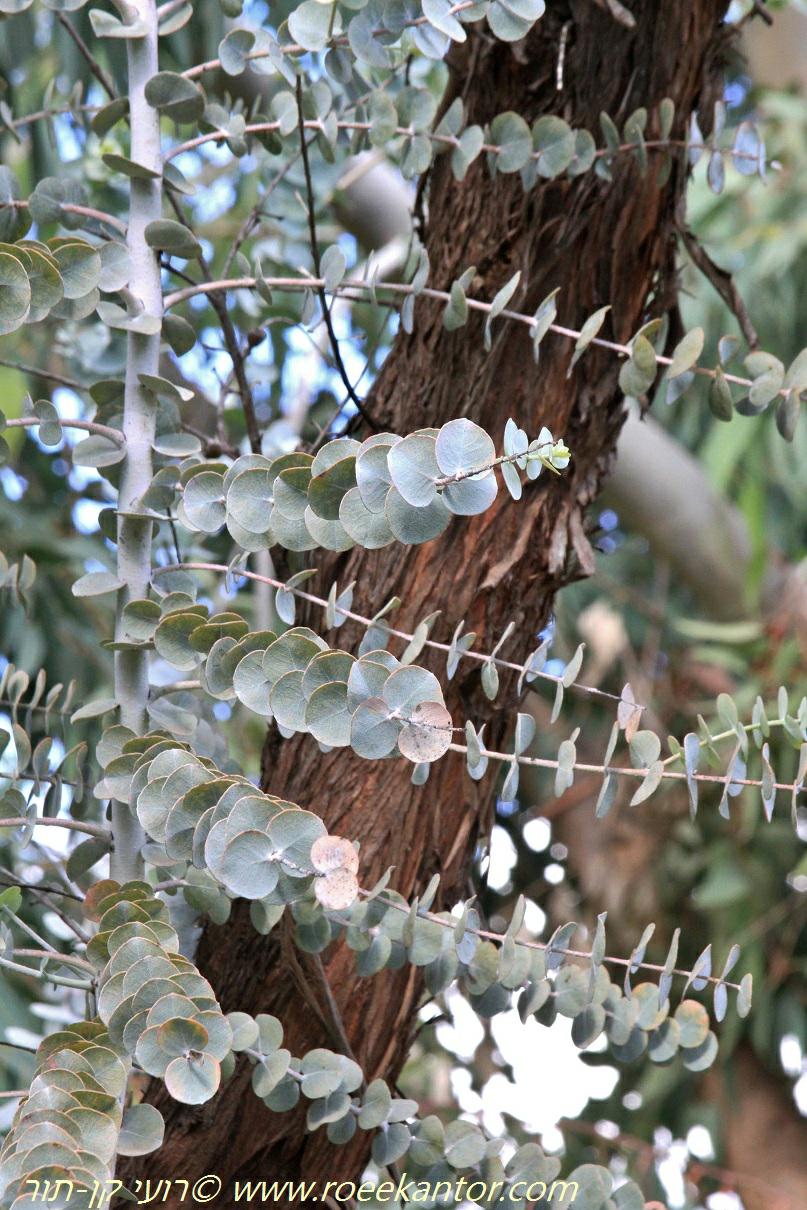 Eucalyptus kruseana - Book-leaved Mallee, Kruse's Mallee, איקליפטוס קרוסה, איקליפטוס קרוס