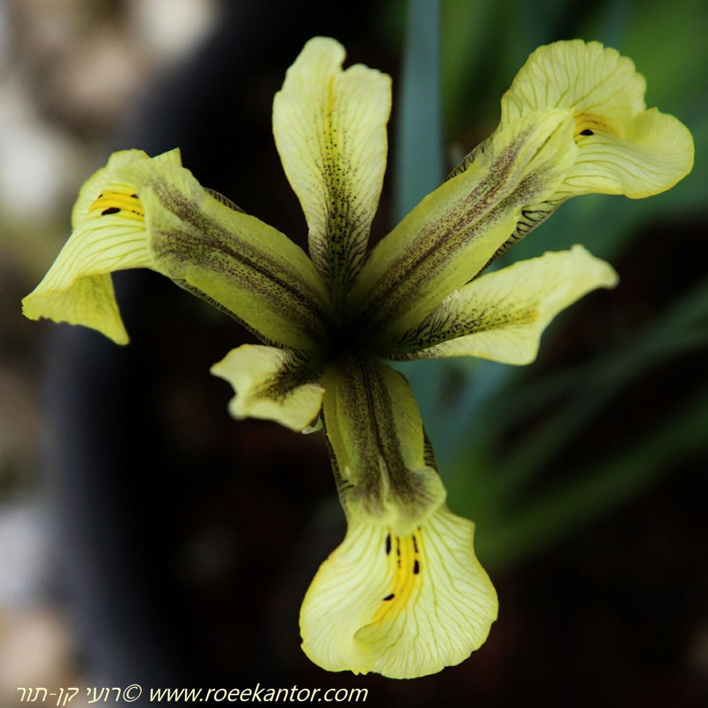 Iris grant-duffii - Grant-duff's Iris, איריס הביצות, איריס הביצות