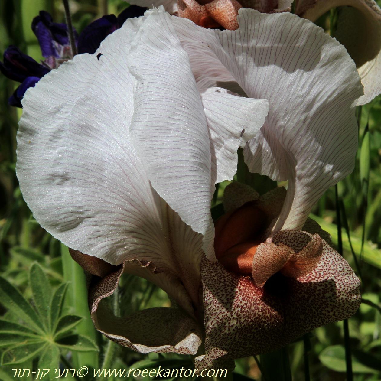 Iris lortetii - Oncocyclus Bearded Iris, Lortet's Iris , איריס הדור, איריס הדור