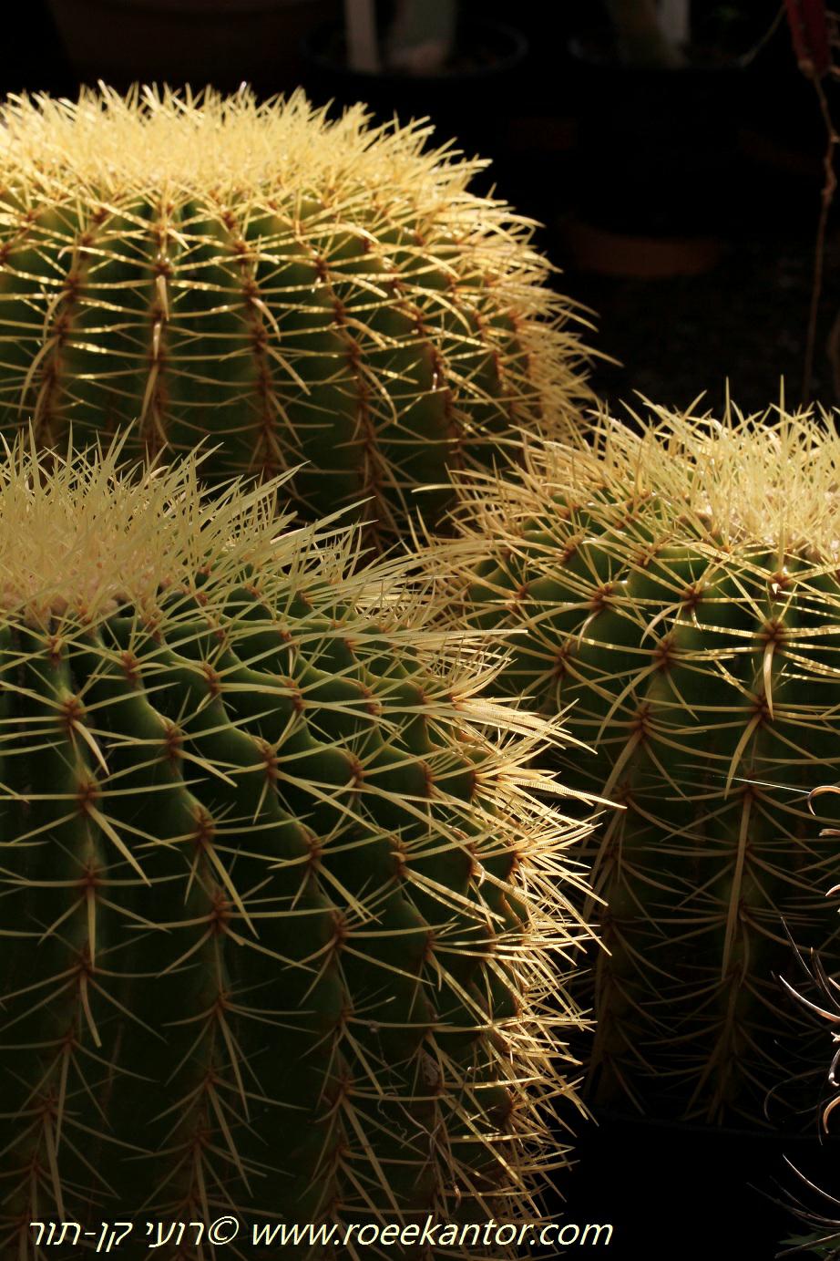 Echinocactus grusonii - Golden Barrel Cactus, אכינוקקטוס גרוסון, אכינוקקטוס גרוסון