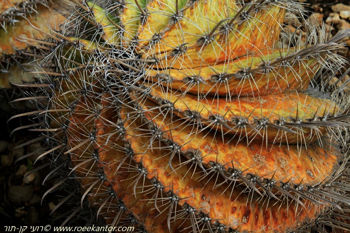 Ferocactus wislizeni - Fishhook Barrel Cactus, Arizona Barrel Cactus  Candy Barrel Cactus, Southwestern Barrel Cactus, פרוקקטוס ויסליצן, פרוקקטוס וויסליץ