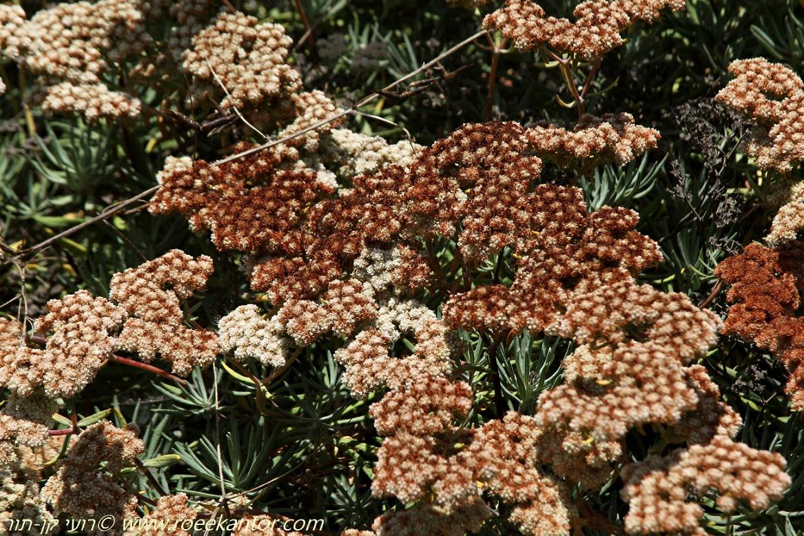 Eriogonum arborescens - Santa Cruz Island Buckwheat, אריוגונון מעוצה, אריוגון מעוצה