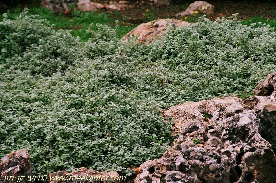 Helichrysum petiolare - Licorice-plant, Silver-bush Everlasting Flower, Trailing Dusty-miller, Ornamental Silver Limelight licorice, דם-המכבים העלווני, דם-המכבים העלווני