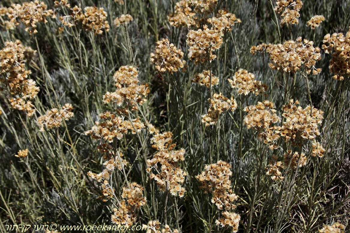 Helichrysum italicum - Curry Plant, דם-המכבים האיטלקי, דם-המכבים האיטלקי