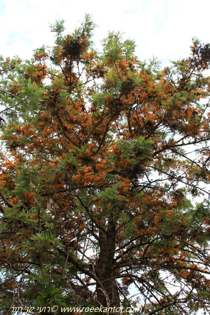 Grevillea robusta - Southern Silky Oak, Silky-oak, Silk Oak, Australian Silver-oak, גרווילאה חסונה, גרוויאלה חסונה, גרווילאה חסונה