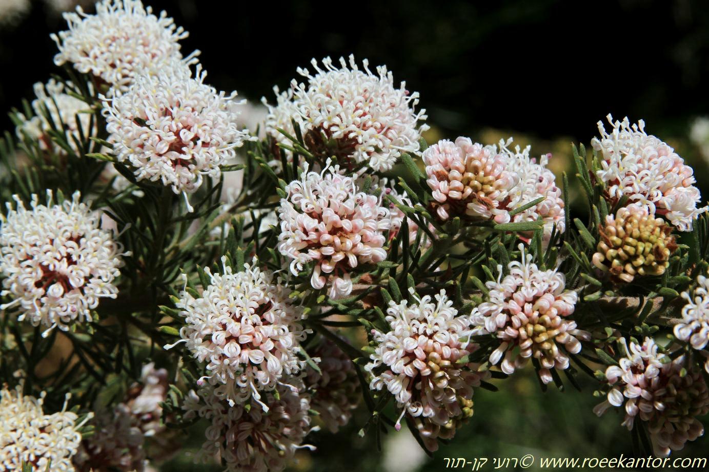 Grevillea crithmifolia - גרווילאה לבנת-פרחים, גרוויאלה לבנת-פרחים