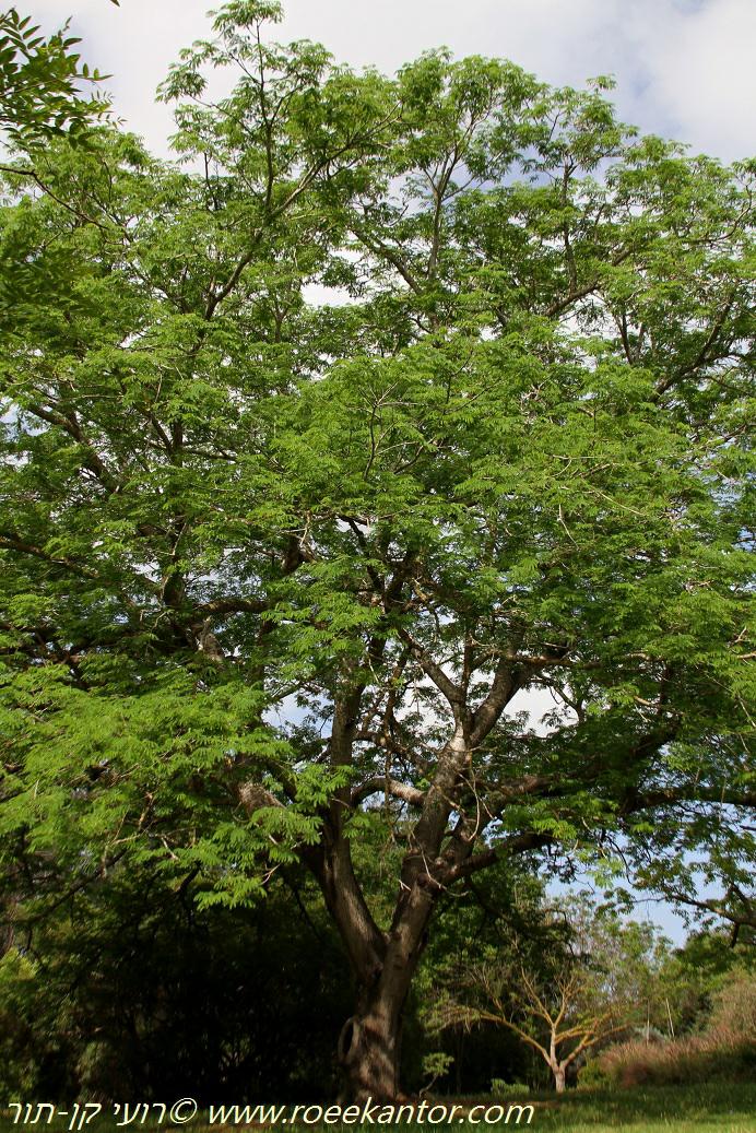 Enterolobium contortisiliquum - Pacara Earpod Tree, אנטרולוביום כפוף-פרי, אנטרולוביום כפוף-פרי