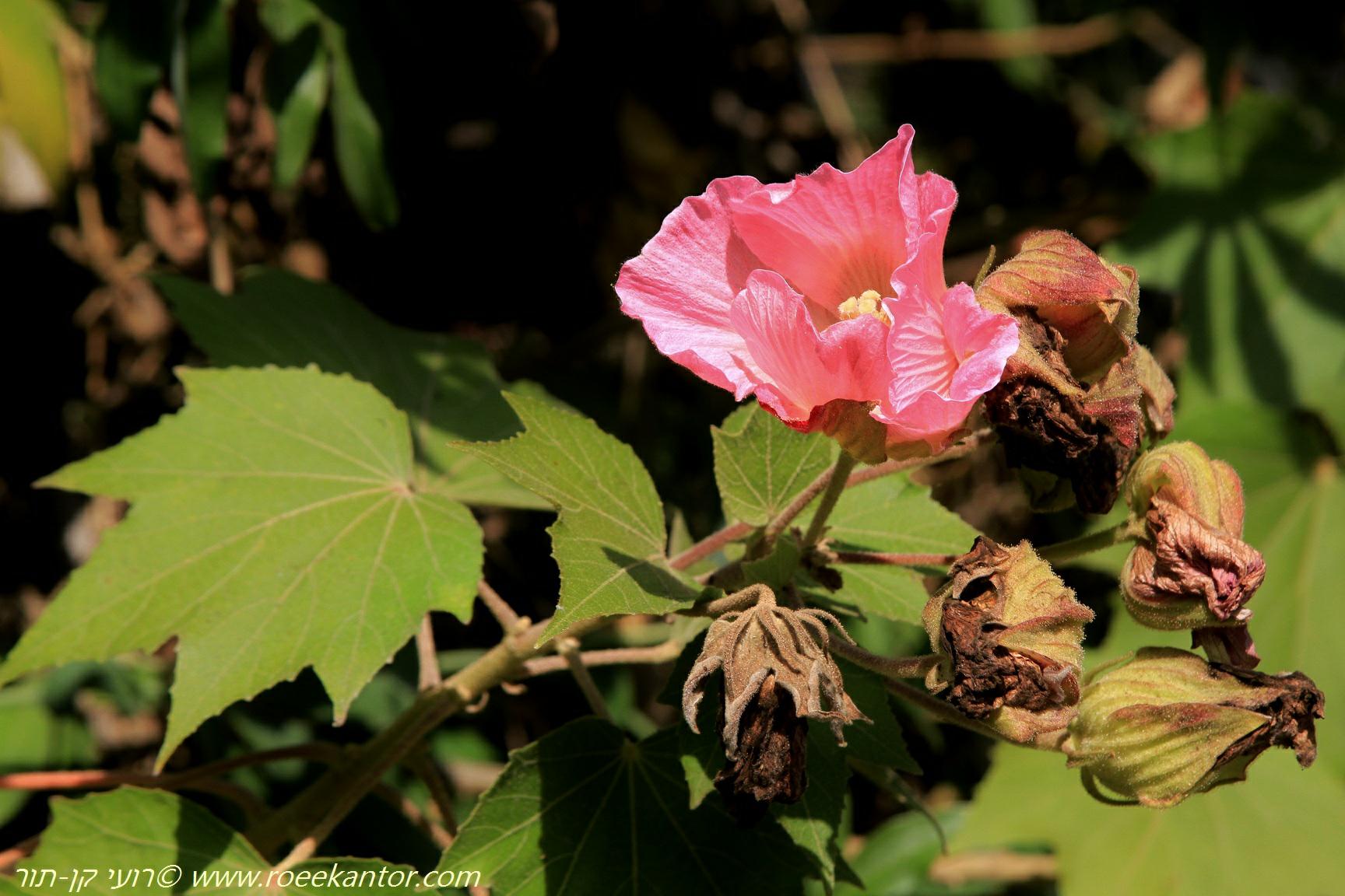 Hibiscus mutabilis - Confederate Rose, Cotton Rosemallow, היביסקוס חליף, היביסקוס חליף