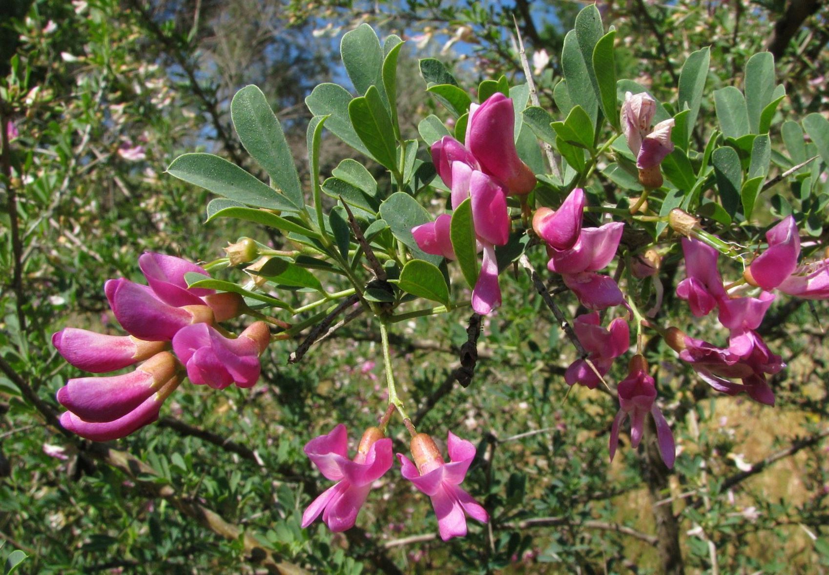 Halimodendron halodendron - Common Salt Tree, הלימודנדרון המלחות, הלימודנדרון המלחות, עץ המלח