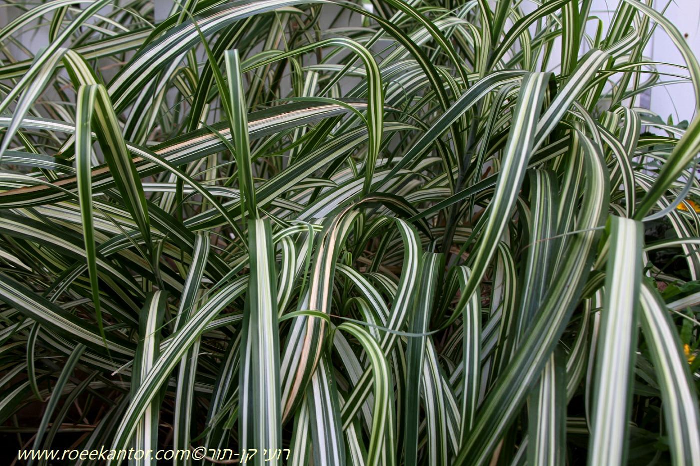 Miscanthus sinensis 'Variegatus' - Variegated maiden Grass, Variegated Japanese Silver Grass, מיסקנתוס סיני 'מגוון', מיסקנתוס סיני 'מגוון'
