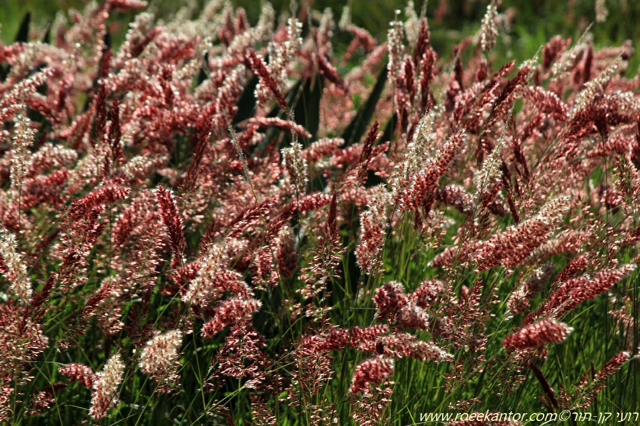 Melinis nerviglumis 'Savannah' - Savannah Grass, מליניס מעורק 'סוואנה', מליניס מעורק 'סוואנה'