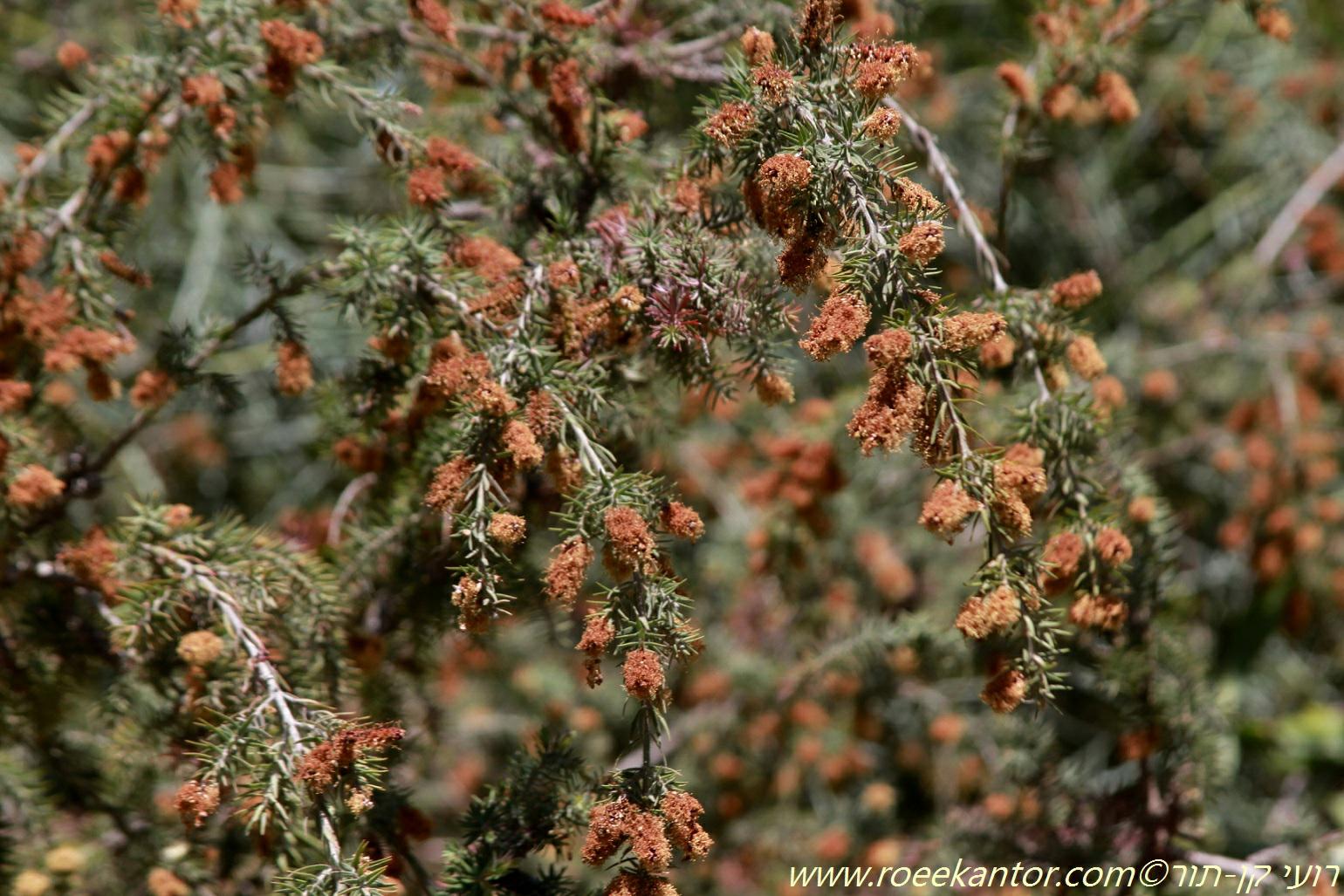 Melaleuca incana - Gray Honey Myrtle, Gray-leafed Honey Myrtle, מללויקה מאפירה, מללויקה מאפירה