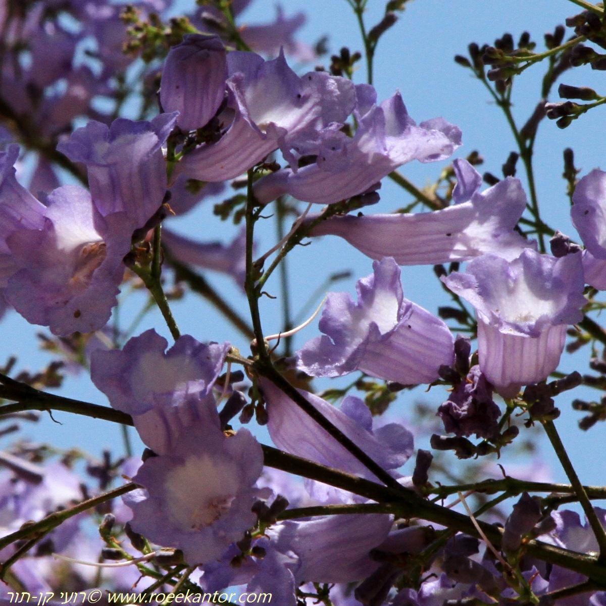 Jacaranda mimosifolia - Blue Jacaranda, Green Ebony Tree, Fern Tree, סיגלון חד-עלים, סיגלון חד-עלים