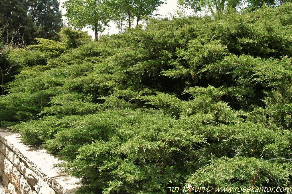 Juniperus horizontalis - Creeping Juniper, Trailing Juniper, Creeping Cedar, ערער אופקי, ערער אופקי