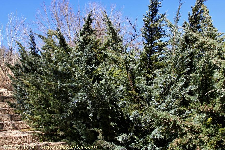 Juniperus virginiana 'Grey Owl' - Grey Owl Juniper , ערער וירג'יני 'גרי-אאול', ערער וירג'יני 'גרי-אאול'