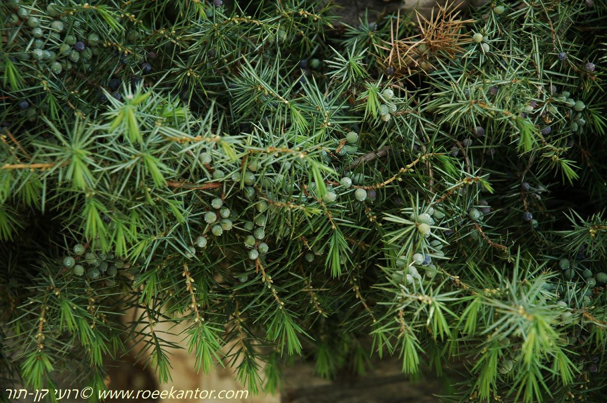 Juniperus communis - Common Juniper, ערער מצוי, ערער מצוי