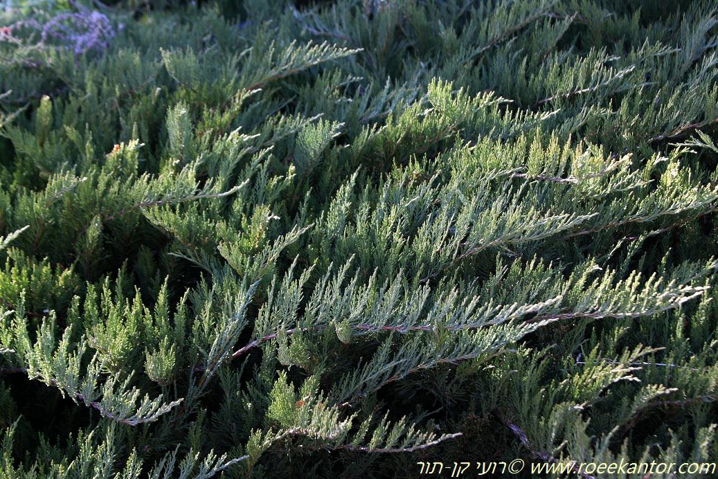 Juniperus sabina - Savine, Tam Juniper, ערער סבינה, ערער סביני
