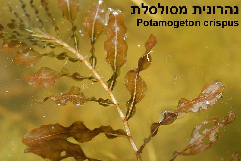 Potamogeton crispus - Curled Pondweed, Curly-leaf Pondweed, נהרונית מסולסלת, נהרונית  מסולסלת