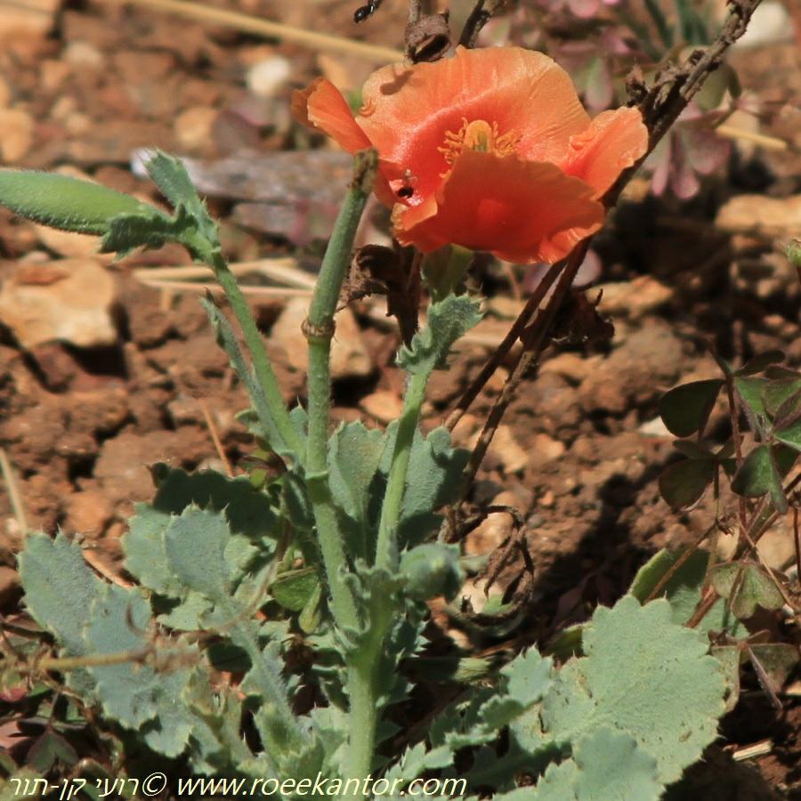 Glaucium grandiflorum - Great-flowered Horned Poppy, פרגה אדומה, פרגה אדומה