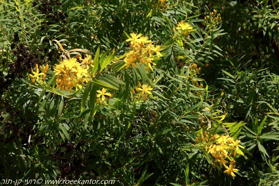Webbia floribunda - ווביה רבת-פרחים, פרע קנרי