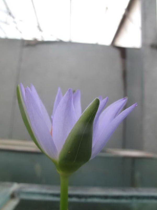 Nymphaea capensis var. zanzibariensis - Cape Blue Water Lily