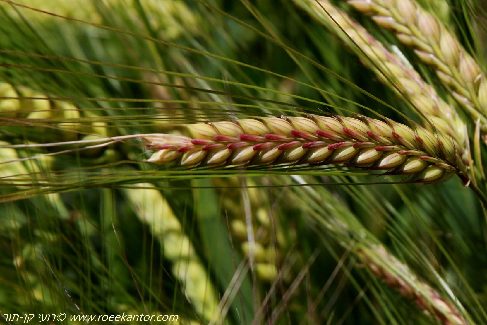 Hordeum vulgare - Common Barley, שעורה תרבותית, שעורה תרבותית