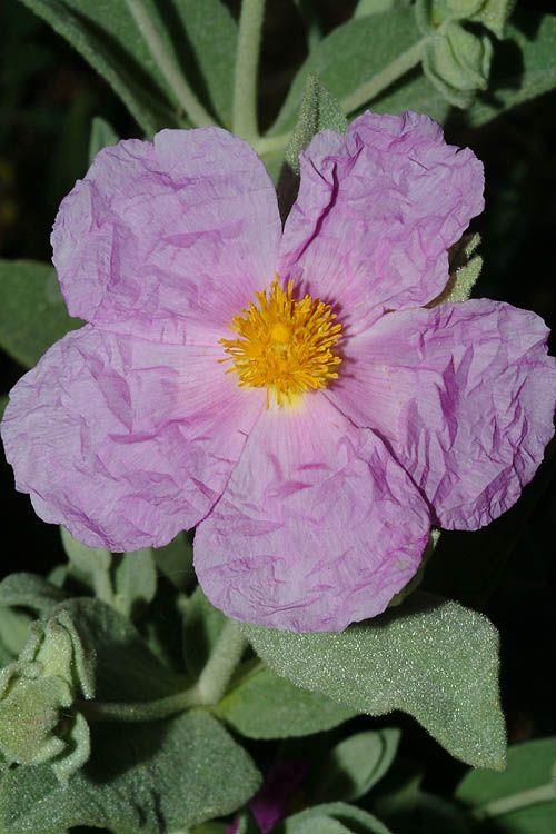 Cistus albidus - White-leaved Rock Rose, לוטם מלבין, לוטם מלבין