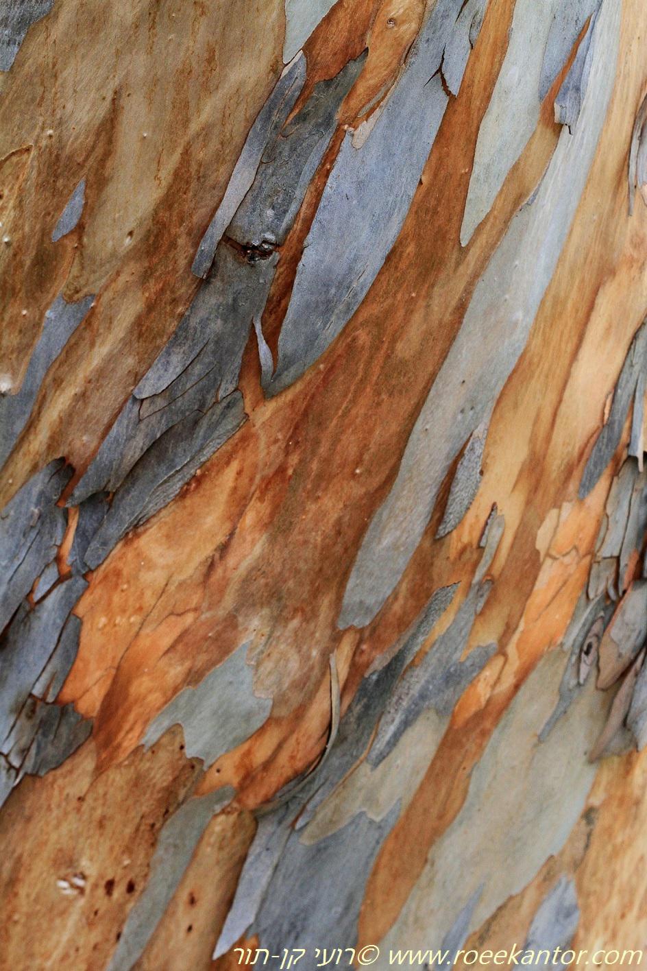 Eucalyptus astringens - Brown Mallet, איקליפטוס עפיץ, איקליפטוס עפיץ
