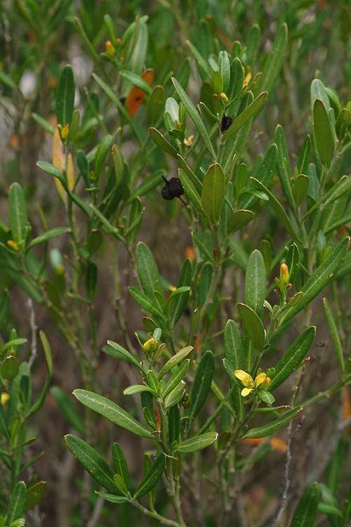 Cneorum tricoccon - Spurge Olive, קנאורון תלת-זרעי, קנאורון  תלת-זרעי