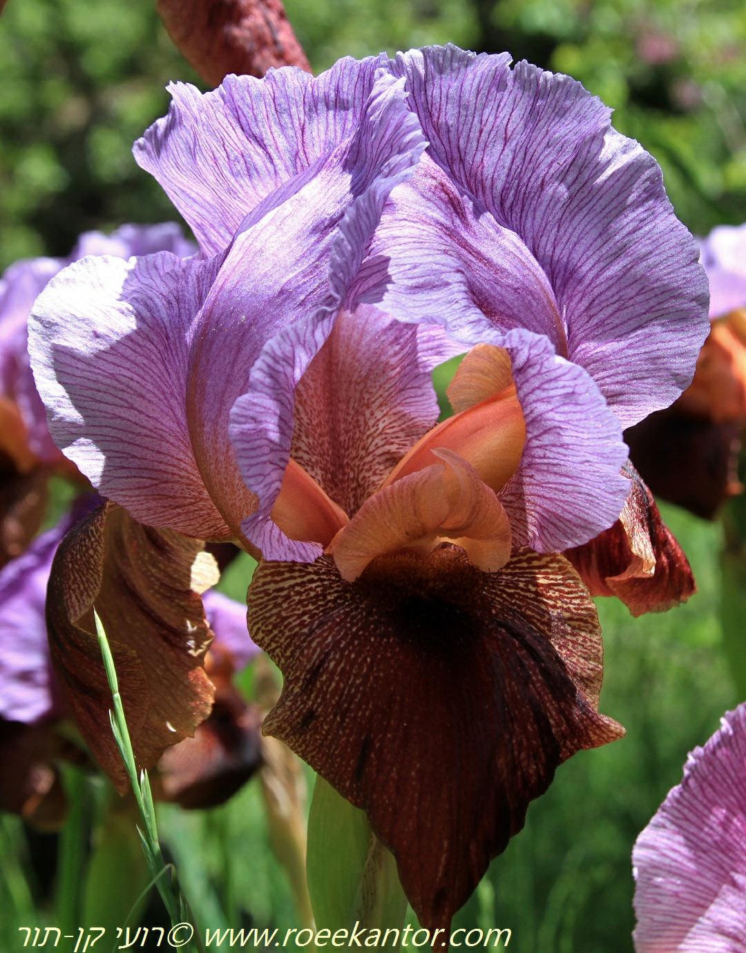 Iris × 'Mor' - איריס 'מור', איריס 'מור'