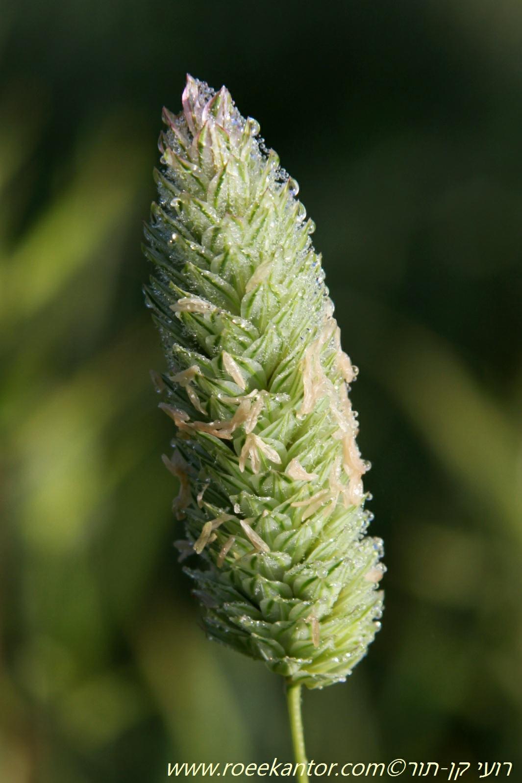 Phalaris brachystachys - Shortspike Canarygrass, חפורית מצויה, חפורית מצויה