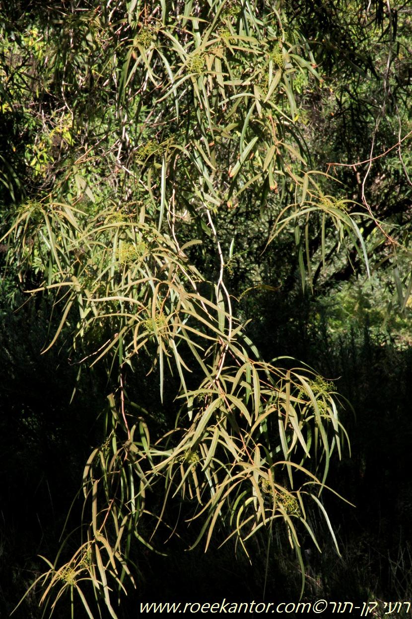 Searsia lancea - Karee, Willow Rhus, African Sumac, אוג איזמלני, אוג איזמלני