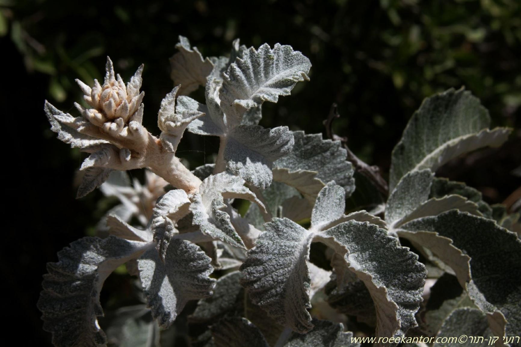 Searsia burchellii - Karoo Kunibush, אוג בֻרצ'ל, אוג בֻרצ'ל