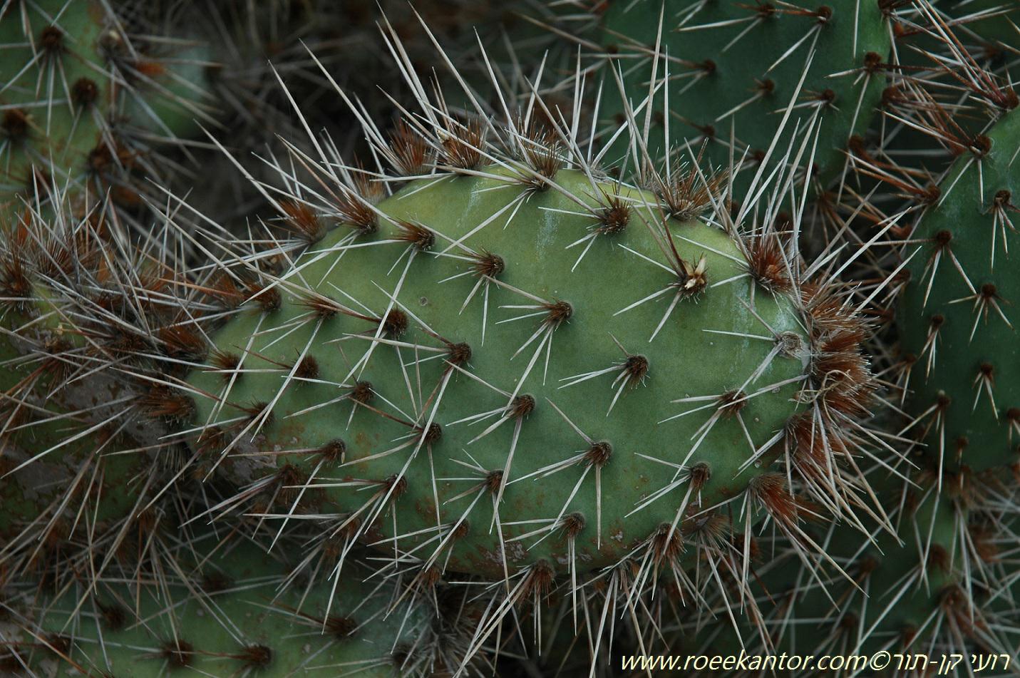 Cylindropuntia imbricata - Cane Cholla, Walking Ttick Cholla, Tree Cholla, Chainlink Cactus, אחיצבר רעוף, גלילצבר רעוף