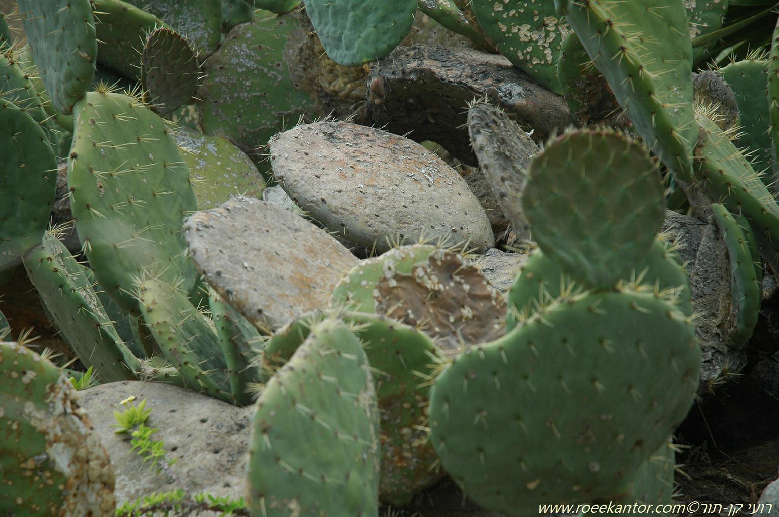 Opuntia robusta - Wheel Cactus, צבר חסון, צבר חסון