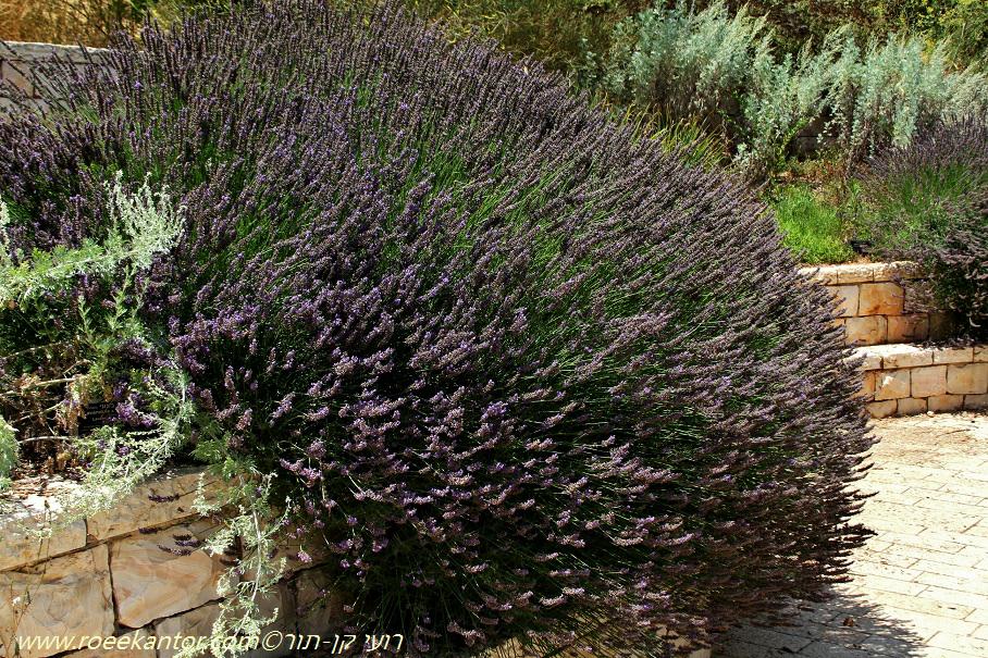 Lavandula × intermedia 'Grosso' - Fat Bud French Lavender, אזובניון בינוני 'גרוסו', אזוביון בינוני 'גרוסו'