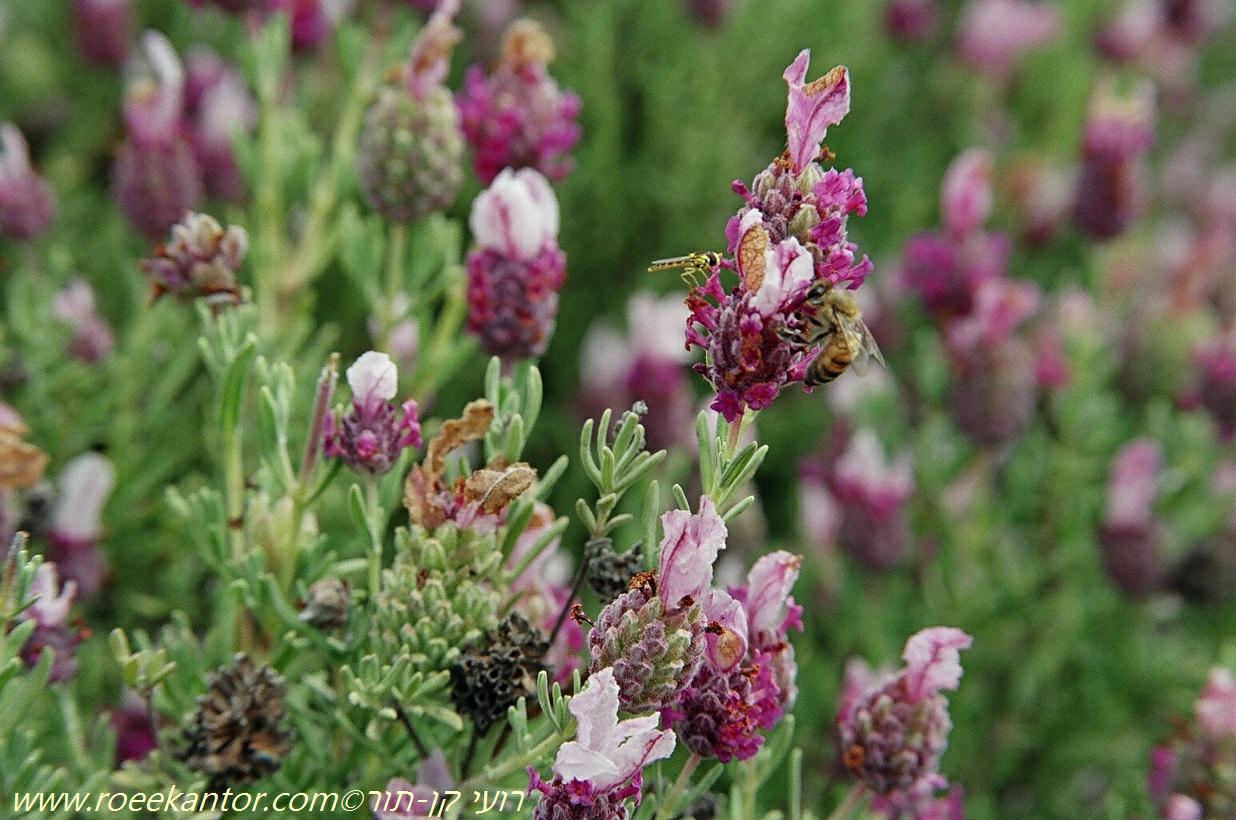 Lavandula stoechas 'Kew Red' - Spanish lavender 'Kew Red' , אזוביון דגול 'קיו רד', אזוביון דגול 'קיו רד'