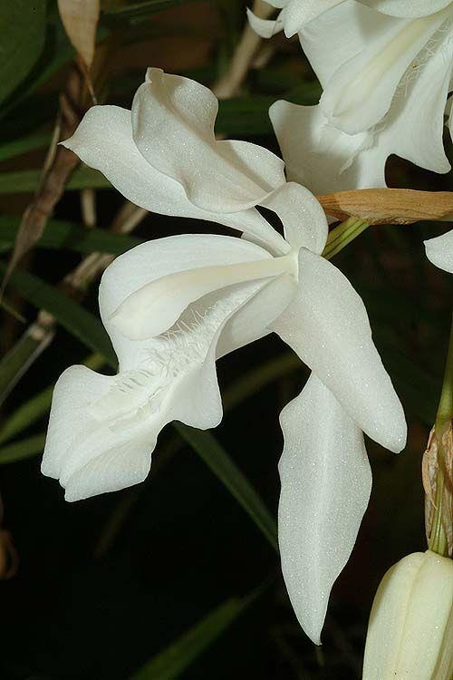 Coelogyne cristata - Angel Orchid