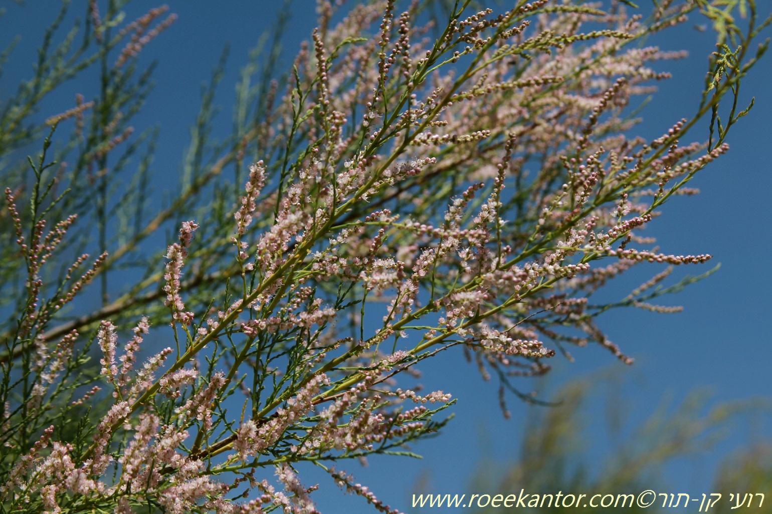 Tamarix ramosissima - Late Tamarisk, אשל ענף, אשל ענף