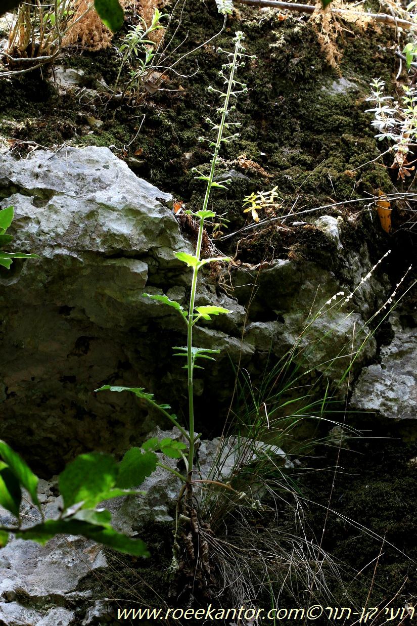 Verbascum levanticum - Glandular Celsia, Gladular Mullein, Levant Mullein, בוצין אופקי, בוצין אופקי