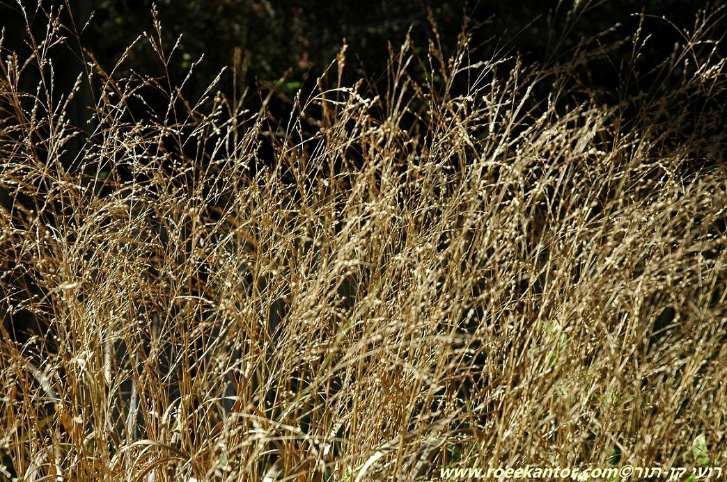 Panicum virgatum 'Rehbraun' - Red Brown Switch Grass, דוחן ענף 'רוטבראון', דוחן ענף 'רוטבראון'