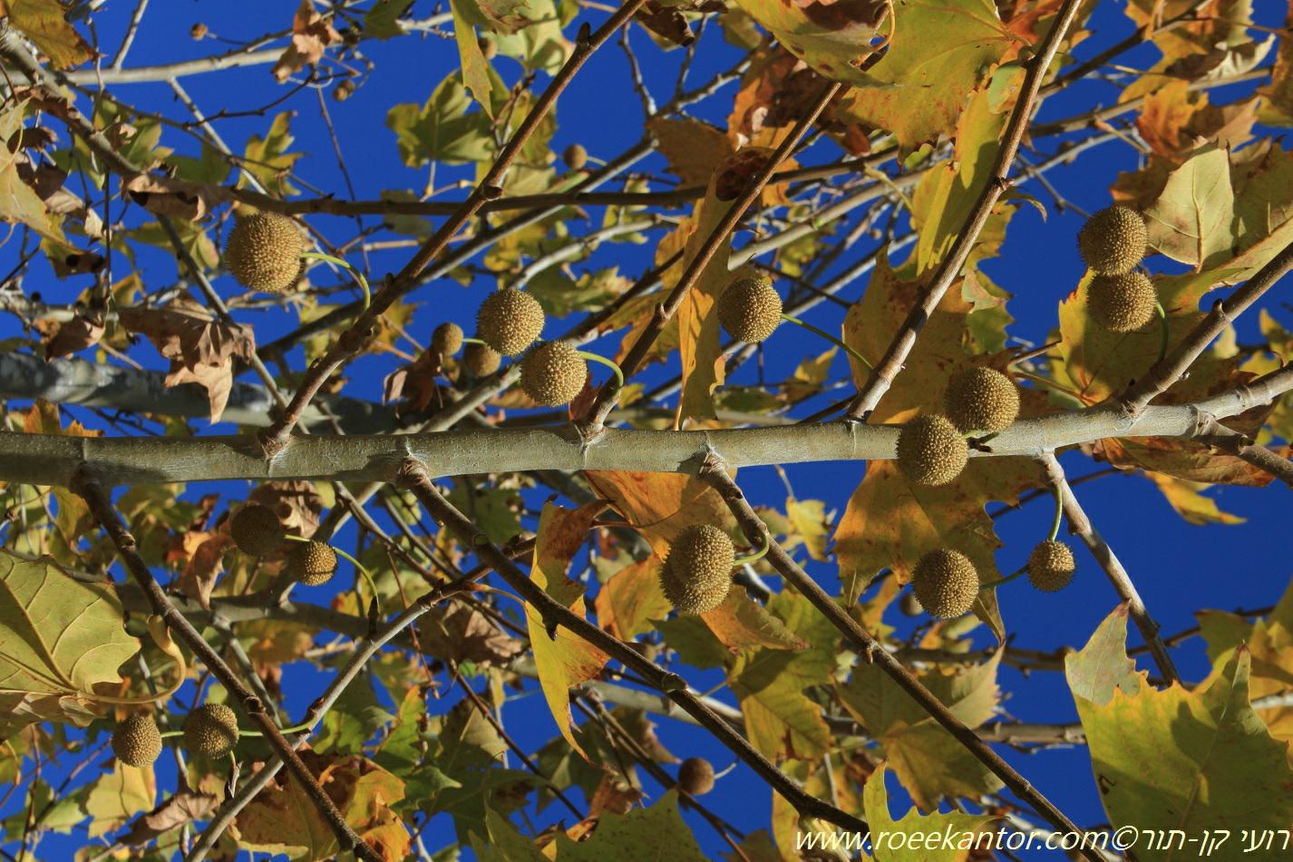 Platanus orientalis