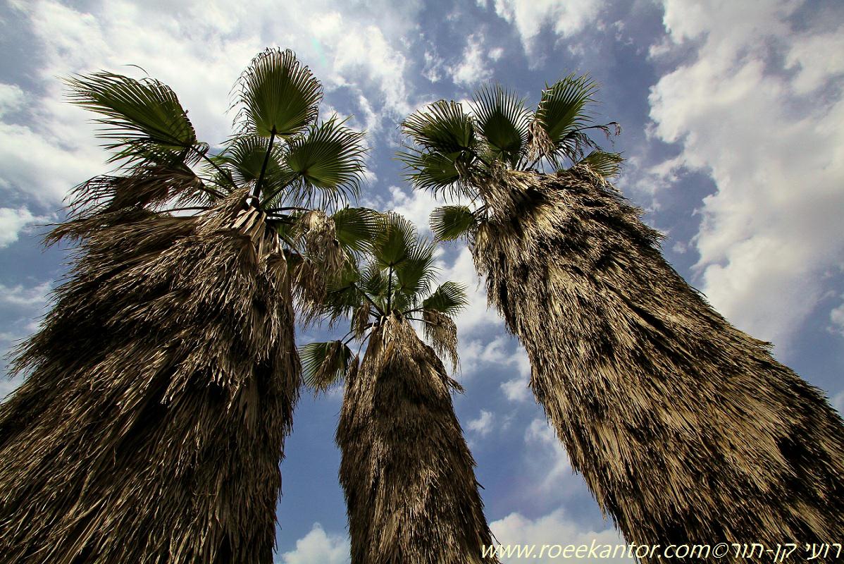 Washingtonia filifera - California Fan Palm, Desert Fan Palm, Cotton palm, Arizona Fan Palm, ושינגטוניה חוטית, וושינגטוניה חוטית
