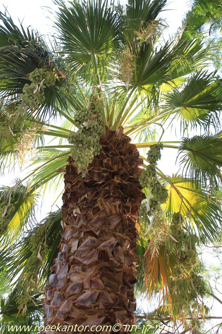 Washingtonia robusta - Mexican Fan Palm, Mexican Washingtonia Palm, ושינגטוניה חסונה, וושינגטוניה חסונה
