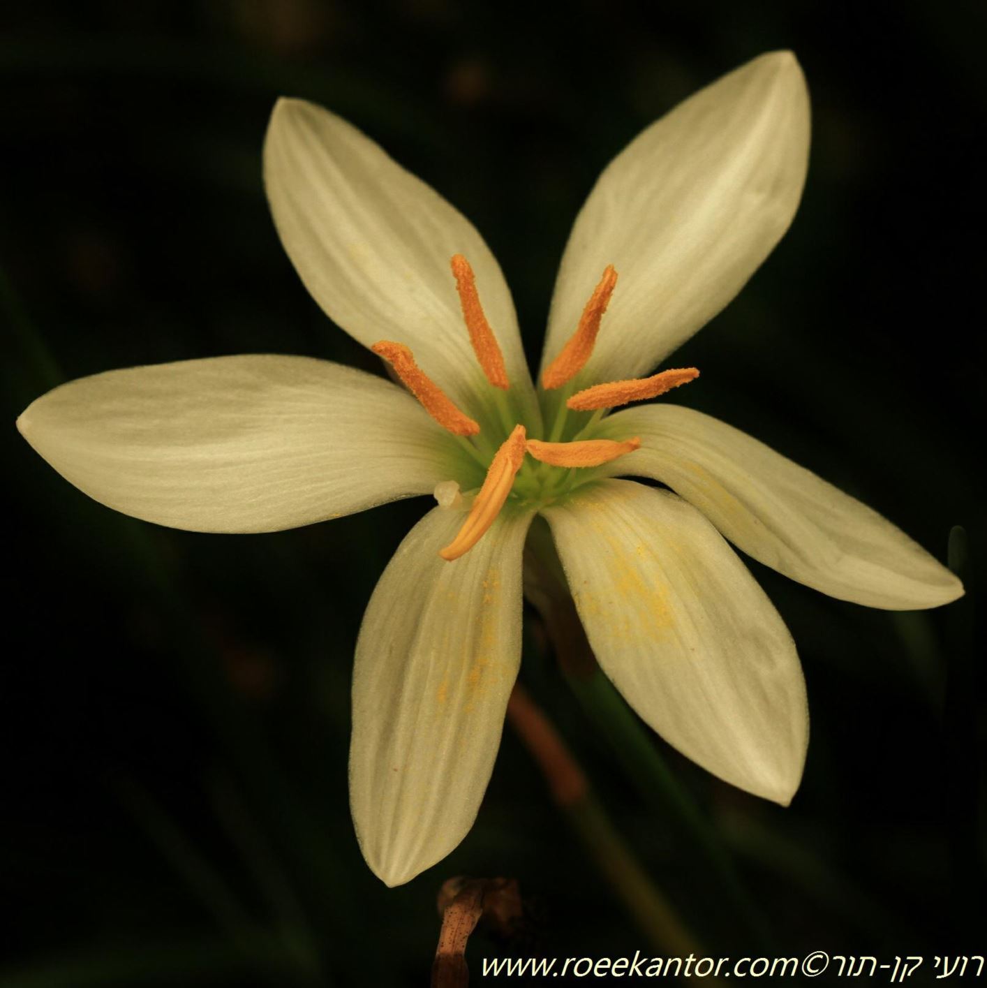 Zephyranthes candida - White Rain Lily, Flower of the West Wind, Storm Lily, זפירנתס צחור, זפירנתס צחור